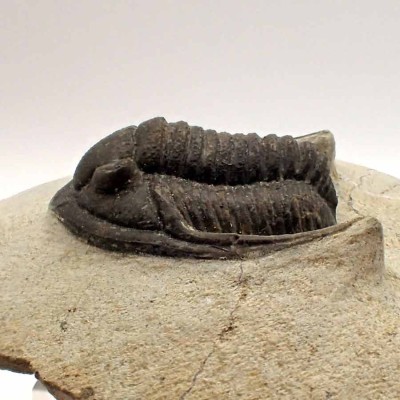 Comprar trilobites de colección, Cornuproetus sp-FT381