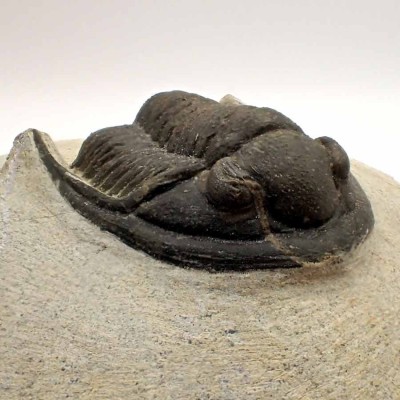 Comprar trilobites de colección, Cornuproetus sp-FT381
