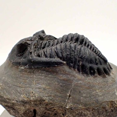 Comprar trilobites de colección, Hollardops mesocristata - FT388