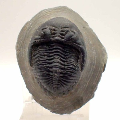 Comprar trilobites de colección, Hollardops mesocristata - FT388
