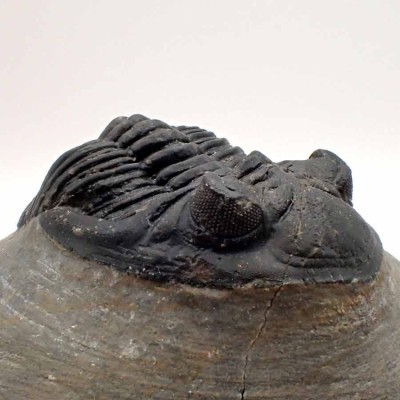 Comprar trilobites de colección, Hollardops mesocristata - FT388