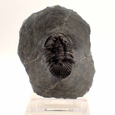 Buy collector's trilobite,Scabriscutellum sp.-FT402