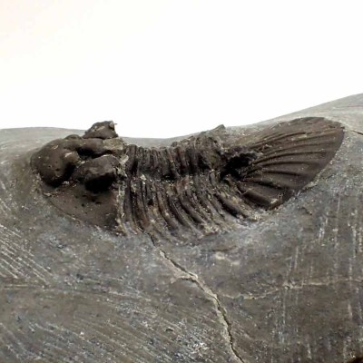 Buy collector's trilobite,Scabriscutellum sp.-FT402