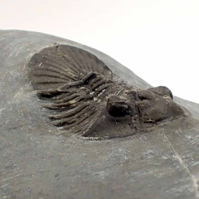 Comprar trilobites de colección, Scabriscutellum sp.-FT402