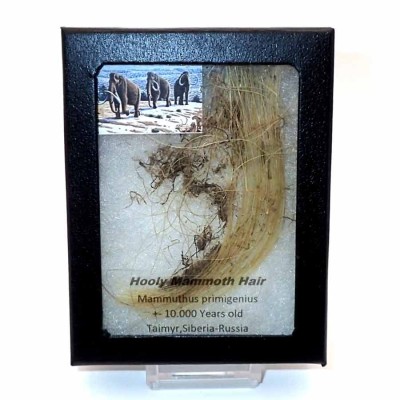 Buy Holly Mammoth hair,Mammuthus primigenius-FM23