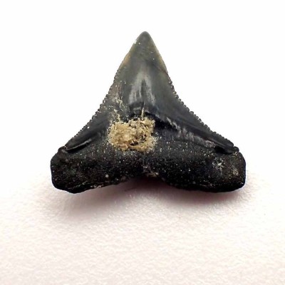 Dientes de colección Carcharias taurus - F116