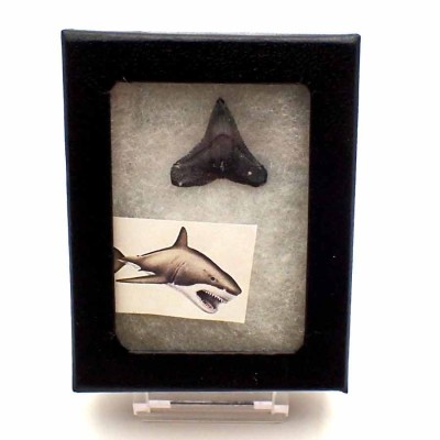 Dientes de colección Carcharias taurus - F116