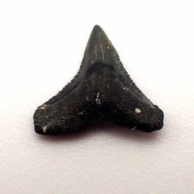 Dientes de colección Carcharias taurus - F116
