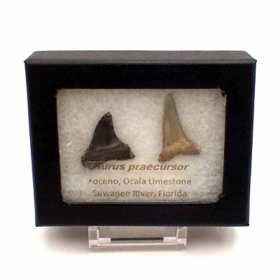 Comprar dientes de tiburón fósil,Isurus praecursor-F118