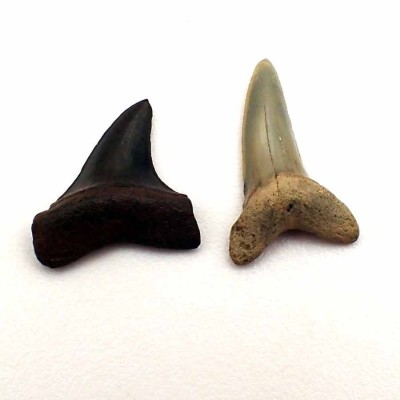 Buy fossil shark teeth, Isurus praecursor-F118