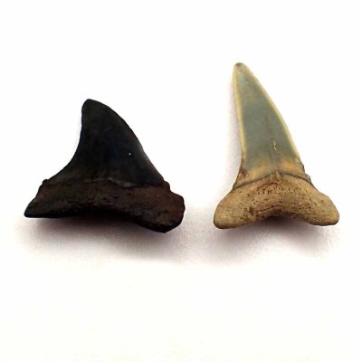 Buy fossil shark teeth, Isurus praecursor-F118