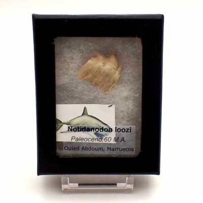 Notidanodon loozi - F119