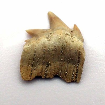 Notidanodon loozi - F119