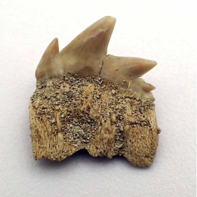 Notidanodon loozi - F119