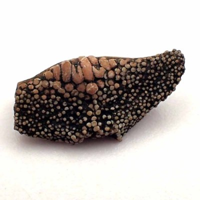 Labrodon sinhaleyus - F125