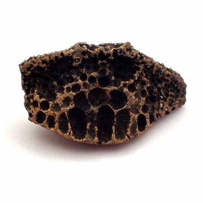 Labrodon sinhaleyus - F125