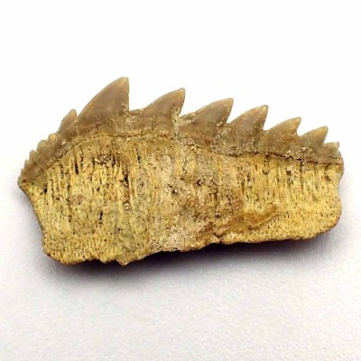 Comprar dientes fósiles de colección,Notidanodon loozi-F124