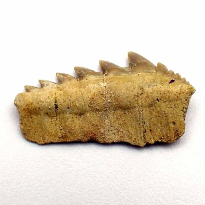 Comprar dientes fósiles de colección,Notidanodon loozi-F124