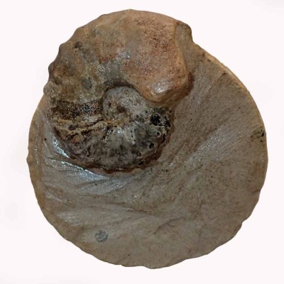 Ammonites de colección, Mammites nodosoides-FA043