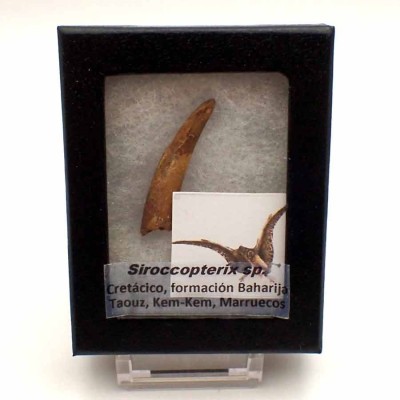 Anfibios y Reptiles de colección, Siroccopterix moroccensis - FAR30