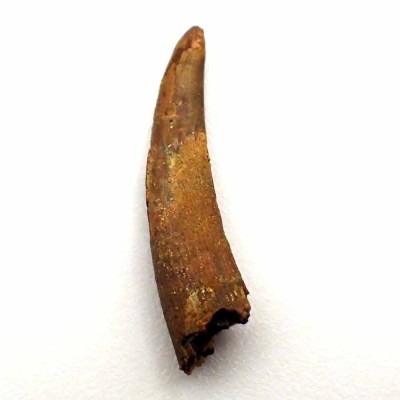 Anfibios y Reptiles de colección, Siroccopterix moroccensis - FAR30