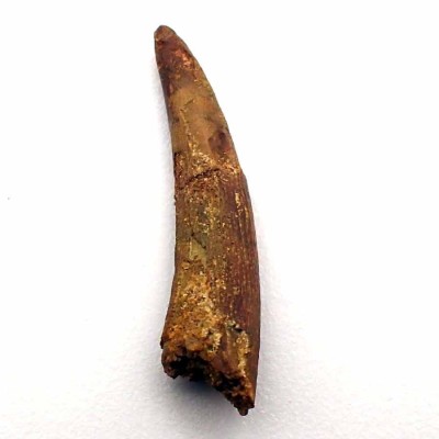 Anfibios y Reptiles de colección, Siroccopterix moroccensis - FAR30