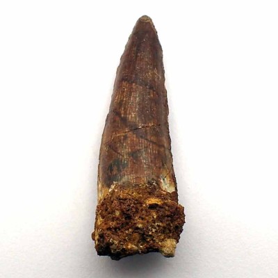 Comprar diente de Spinosaurus marrocanus FD218