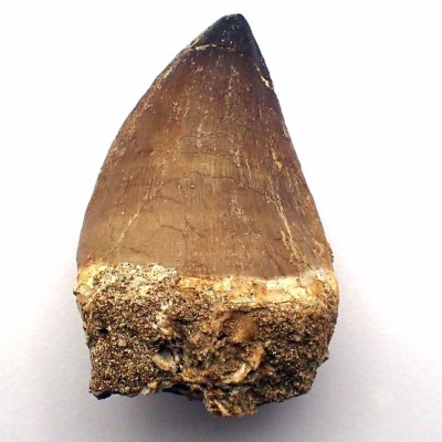 Prognathodon  anceps-FAR79
