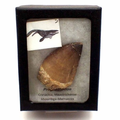Prognathodon  anceps-FAR79