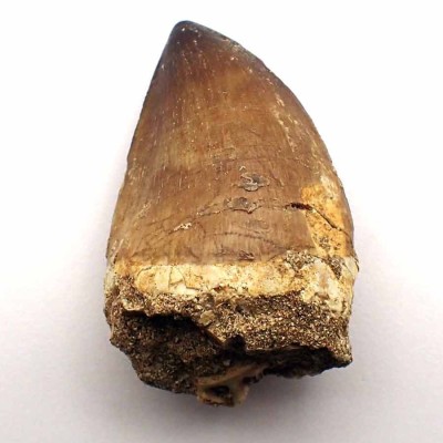 Prognathodon  anceps-FAR79