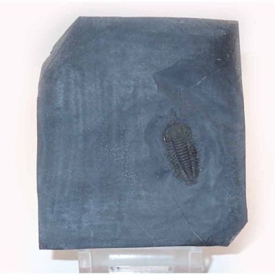 Trilobites de colección Triarthus eatoni - FT383