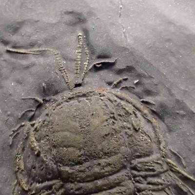 Triarthus eatoni, FT383