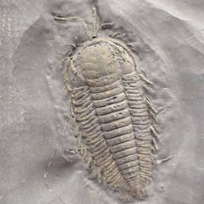 Triarthus eatoni, FT383