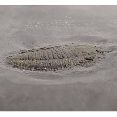 Trilobites de colección Triarthus eatoni - FT383