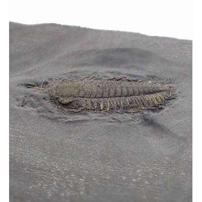 Trilobites de colección Triarthus eatoni - FT383