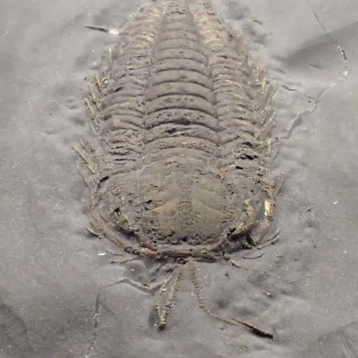 Trilobites de colección Triarthus eatoni - FT383