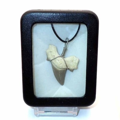 Joyería con Fósil de colección Colgante diente tiburón fosilizado - B04