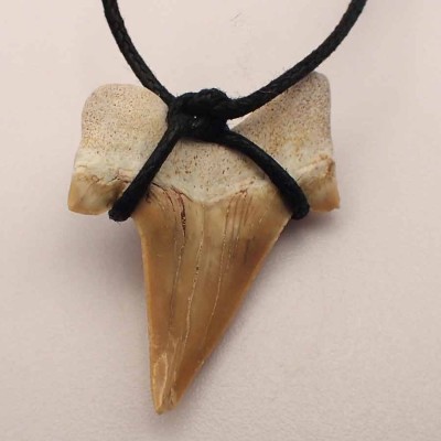 Fossilized shark tooth pendant B06