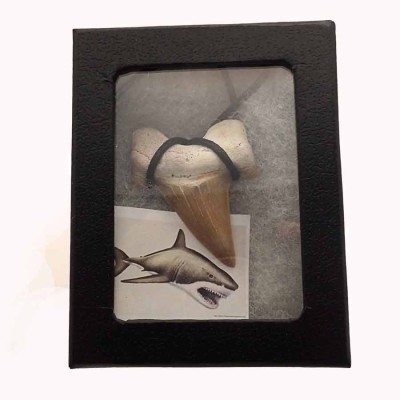 Joyería con Fósil de colección Colgante diente tiburon fosilizado - B06