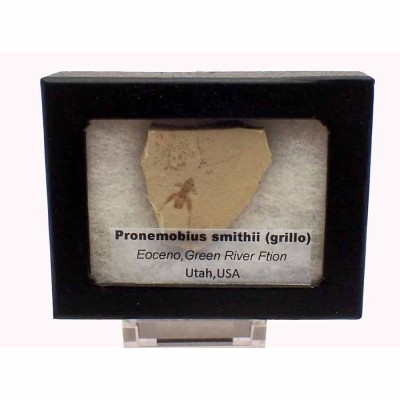 Pronemobius smithii (cricket) Fi06