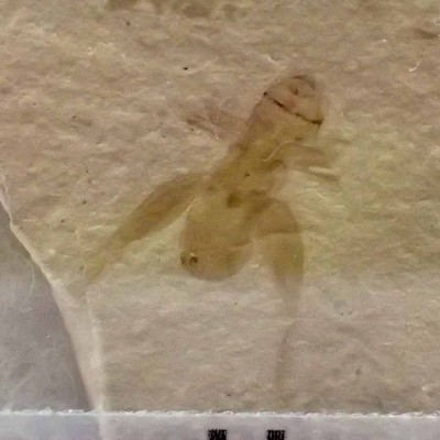 Pronemobius smithii (cricket) Fi06