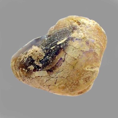 Comprar Cyrenopsis australiensis- FO232