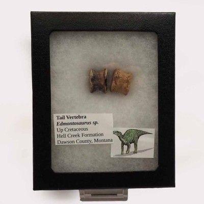 Edmontosaurus annectens-FD219