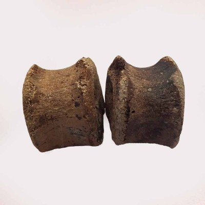 Edmontosaurus annectens ,Edmontosaurus annectens-FD219