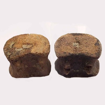 Edmontosaurus annectens ,Edmontosaurus annectens-FD219