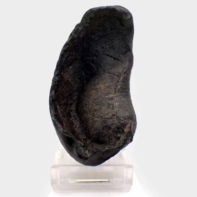 Buy Whale Ear Bone - FM04