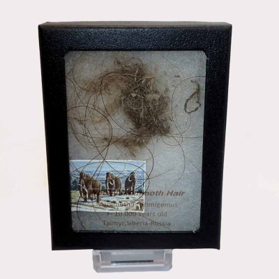 Buy Holly Mammoth hair,Mammuthus primigenius-FM38