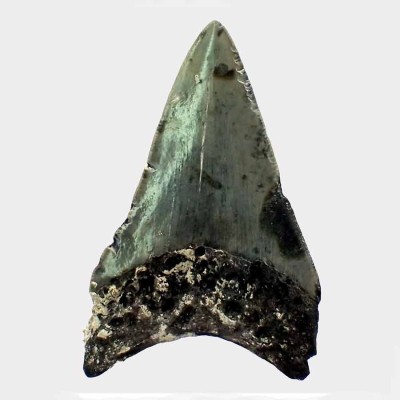 Dientes de colección Carcharocles megalodon - F127