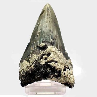 Dientes de colección Carcharocles megalodon - F127
