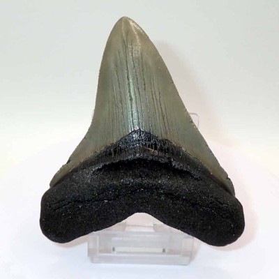 Buy collectible teeth, Carcharocles megalodon - F128